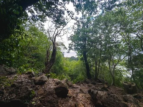 Lush Tropical Forest Landscape with Dense Green Trees and Rocky Terrain in .. Stock Photos