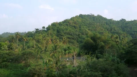 Lush tropical forest landscape view in driving vehicle Video stock 308005669