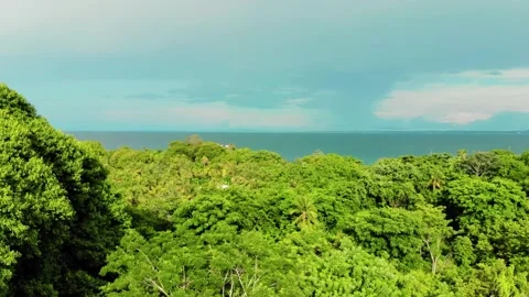 Lush Tropical Forest Overlooking the Ocean Stock Footage 304393318