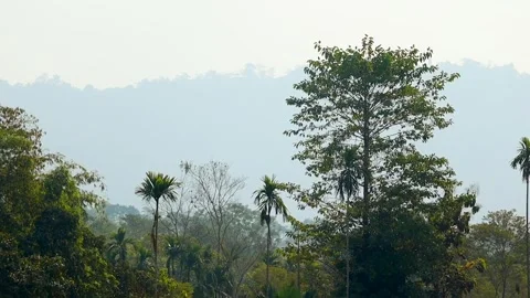 Lush tropical forest with palm trees and misty hills in background Stock Footage 328823564