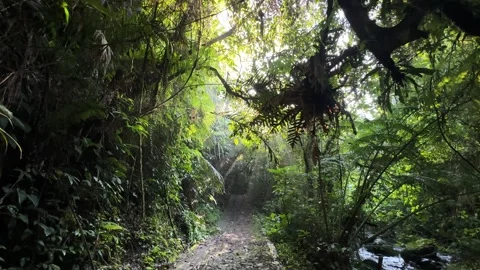Lush Tropical Forest Path Leading Through Jungle, Sun Dappled Light, Wide Shot Stock Footage 324769352