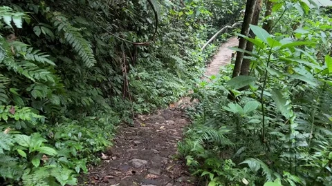 Lush Tropical Forest Path Leading to a Small Concrete Bridge, Tracking Shot Stock Footage 324849652