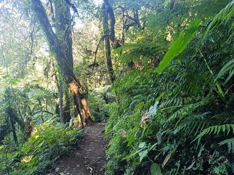 A lush tropical forest path with sunlight filtering through the ancient trees. 스톡 사진