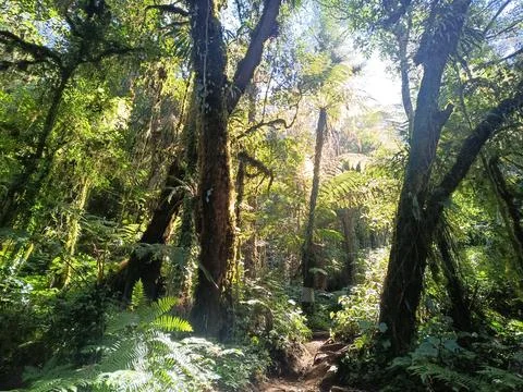 A lush tropical forest path with sunlight filtering through the ancient trees. 스톡 사진