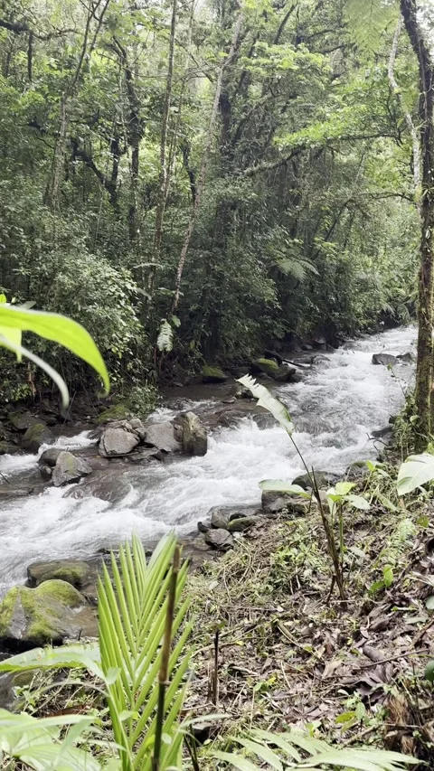 Lush tropical forest stream flowing through verdant greenery in natural setting Video stock 316793915
