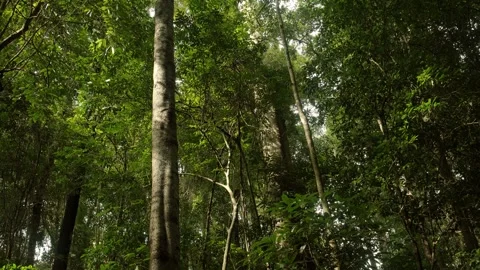 Lush tropical forest swaying gently in the breeze as sunlight filters throu.. Stock Footage 345021483