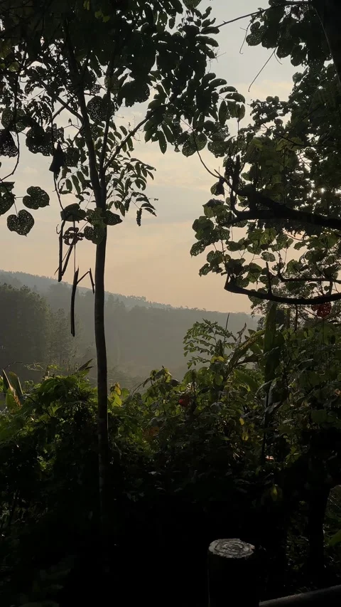 Lush Tropical Forest Tilting Down, Misty Valley, Serene Vertical Shot Video stock 321103967