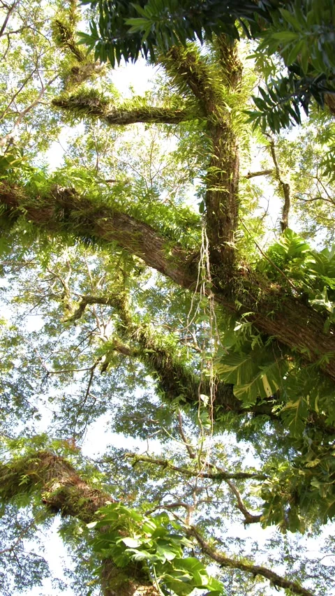 Lush Tropical Forest Tree Canopy with Sunlight and Epiphytes Vidéo 330046208