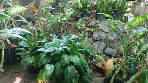 Lush Tropical Garden After Rainfall with Rock Wall and Potted Plants Stock Footage 343216847