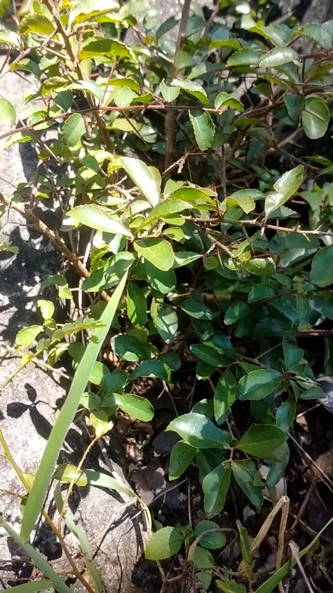 Lush Tropical Greenery Stock Footage 331227944