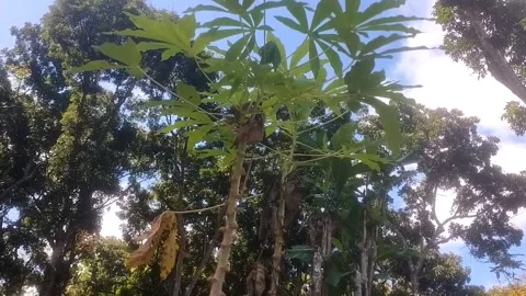 Lush Tropical Greenery Видео 335936492