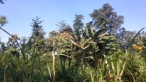 Lush Tropical Greenery 스톡 동영상 336165306