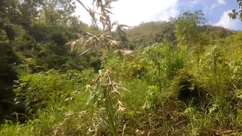 Lush Tropical Hillside Stock Footage 334102886