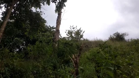 A Lush Tropical Landscape Stock Footage 329460959