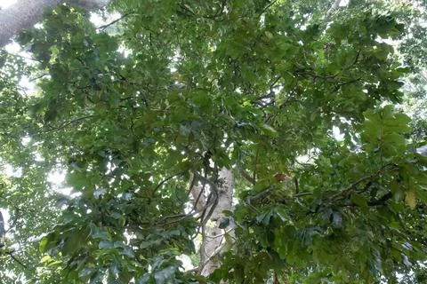 Lush Tropical Leaf Texture on Large Tree Canopy. Stock Photos
