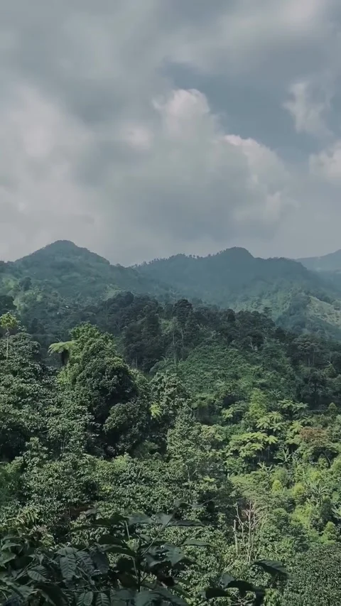 Lush Tropical Mountain Forest Valley Panorama Stock-Footage 339883533