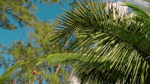 A lush tropical palm tree canopy stretches beautifully under a clear and vibrant Stock Footage 313839766