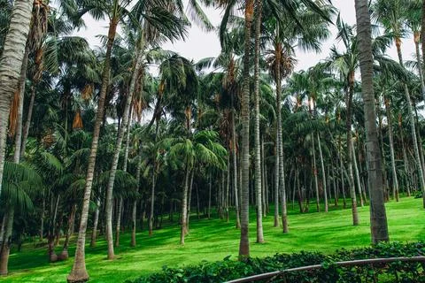 Lush tropical palm tree forest in a serene natural setting Stock Photos