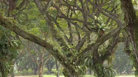 Lush Tropical Park with Ancient Trees and Tangled Branches in Singapore Vídeos de archivo 328132091
