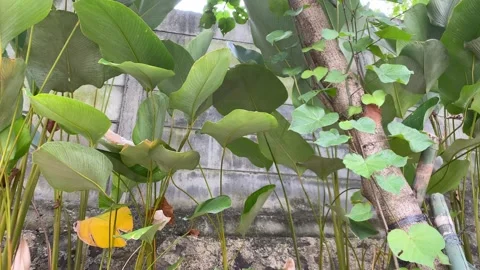 Lush tropical plants growing Stock Footage 341227932