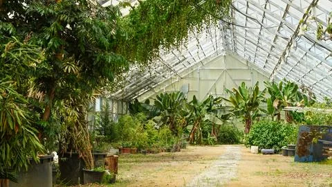 Lush tropical plants thrive inside a sunlit glass greenhouse. Stock Photos