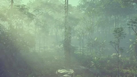 Lush tropical rain forest canopy in Costa Rica Stock Illustration