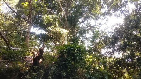 Lush Tropical Rainforest Canopy. 库存影片 333151092