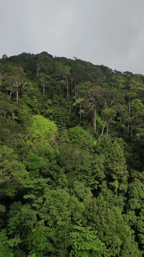 Lush Tropical Rainforest Canopy on a Mountain Hillside in Koh Phangan, Thailand Stock Footage 335814807