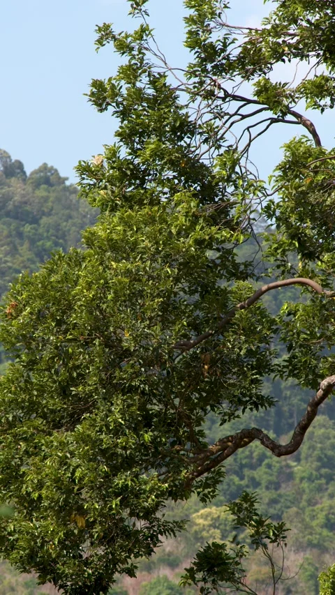 Lush Tropical Rainforest Canopy Overlooking Green Mountain Forest Vídeos de archivo 332264640