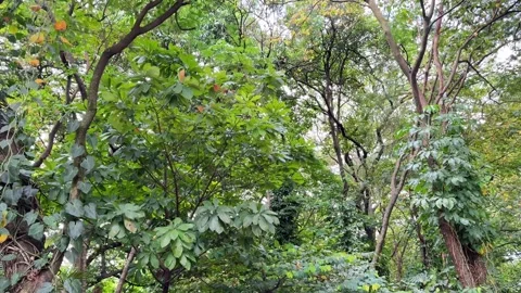 Lush tropical rainforest with dense green foliage Stock Footage 335287397