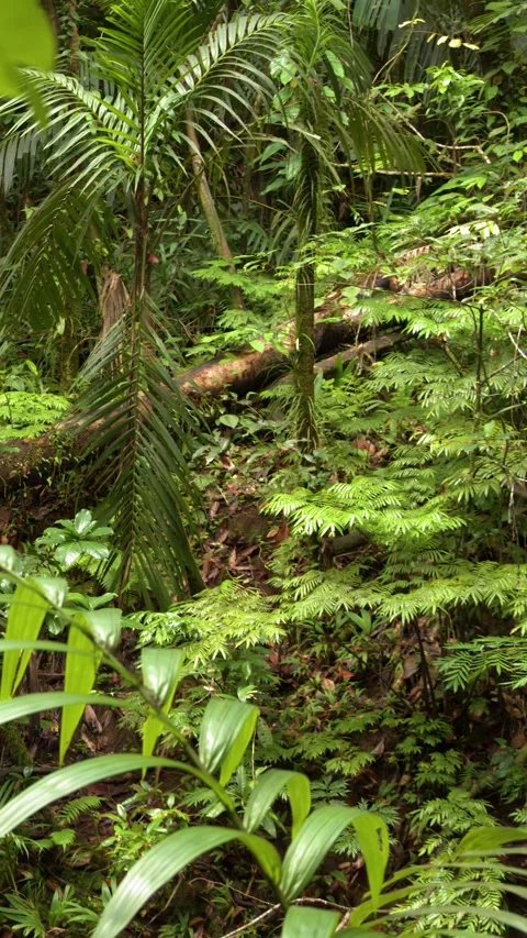 Lush Tropical Rainforest with Dense Greenery and Fallen Log in Palau Stock Footage 330698487