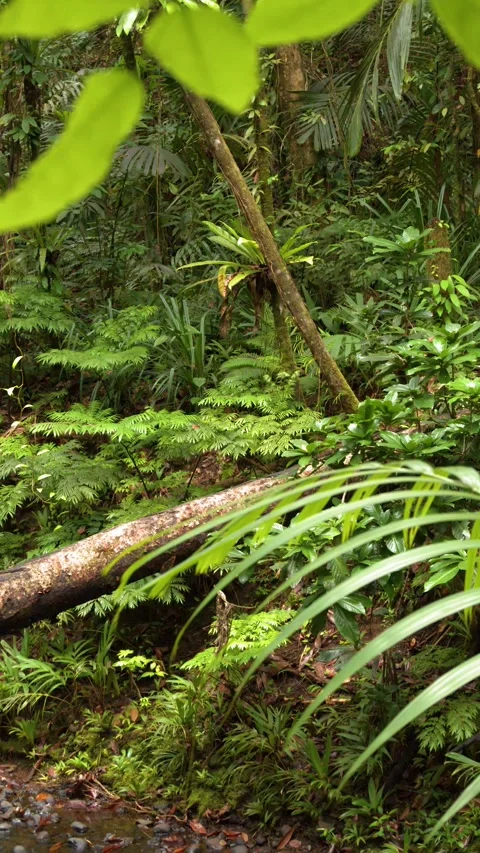 Lush Tropical Rainforest with Dense Greenery and Fallen Log in Palau Stock Footage 331272797