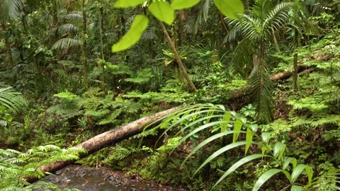 Lush Tropical Rainforest with Fallen Log and Dense Green Foliage in Palau Stock Footage 331272794