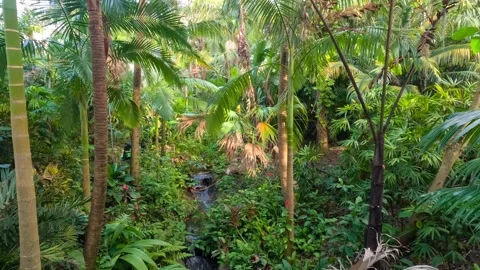 Lush tropical rainforest with a flowing stream in Harry P Leu tropical bota.. 動画素材 333602383