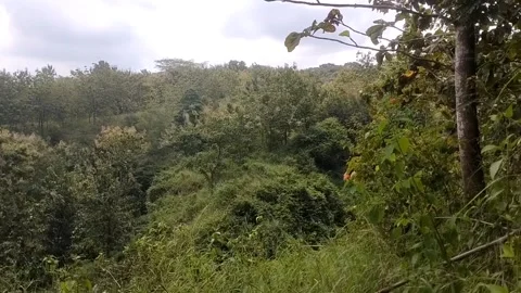 The Lush Tropical Rainforest 库存影片 332923731