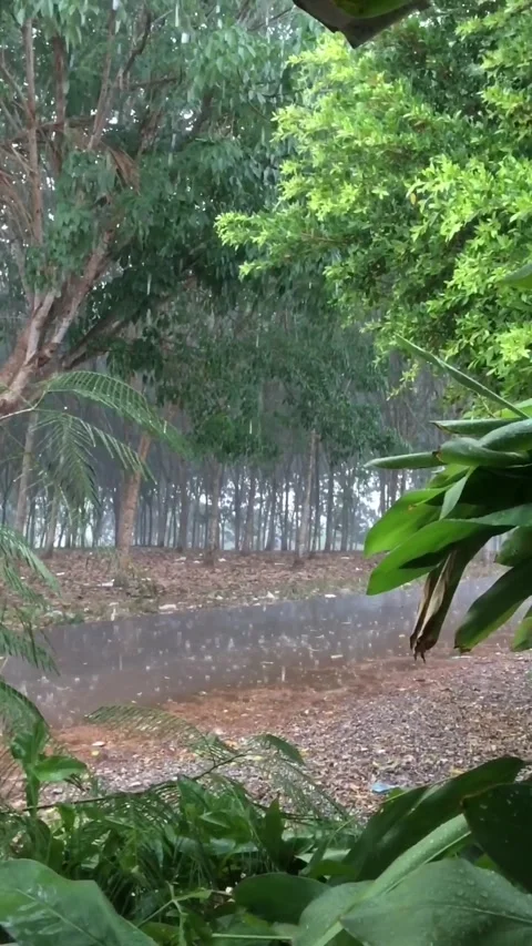 Lush tropical rainforest showcasing pristine nature Stock Footage 342713999