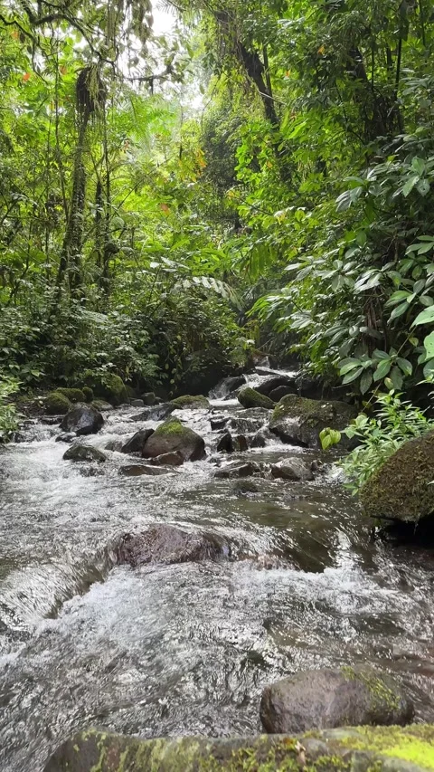 Lush Tropical Rainforest Stream Flowing Over Rocks, Vertical Tracking Shot Stock Footage 325645626