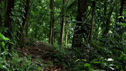 Lush Tropical Rainforest Vegetation With Dense Jungle Canopy Stock Footage 340440541