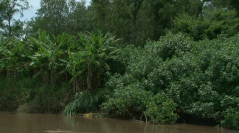 Lush Tropical River Float Down Costa Rica 06 Stock Footage 621566