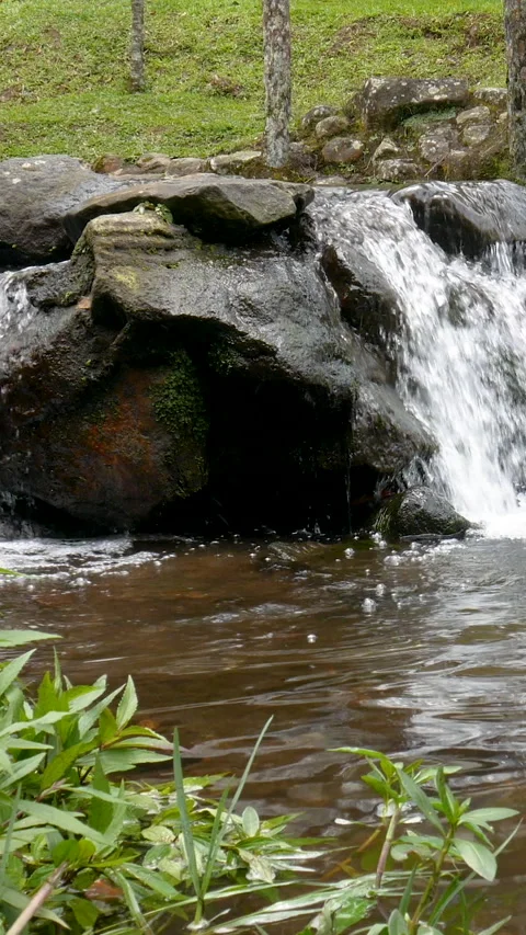 Lush tropical river surrounded by greenery and vivid atmosphere. Designed for Stock Footage 329220409