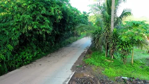 Lush Tropical Roadside: Concrete Path Through Dense Green Foliage and Palm .. Stock Footage 302304411