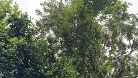 Lush Tropical Tree Canopy with Natural Jungle Ambience Video stock 338018532