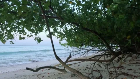 Lush Tropical Trees Overhanging a White Sand Beach and Turquoise Ocean Stock Footage 337562479