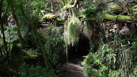 Lush tropical vegetation surrounds a shadowy path through dense rainforest Видео 344789587