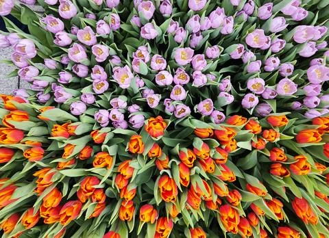 Lush tulip texture background Stock Photos