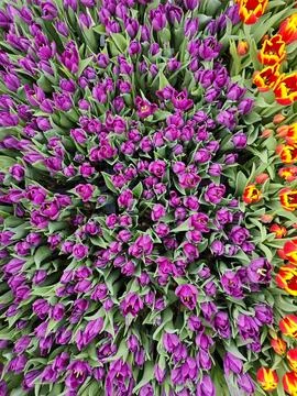 Lush tulip texture background Stock Photos