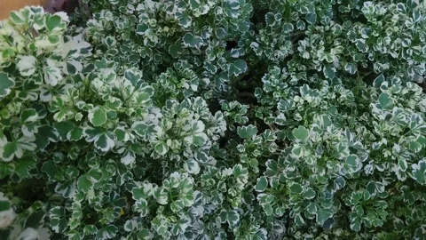 Lush Variegated Leaves Texture. Stock Footage 310477721
