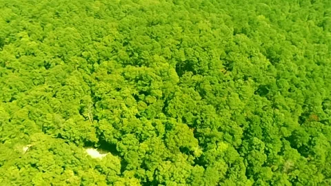 The lush, vast Alabama forest as seen from high up Stock-Footage 340524951