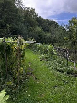 Lush vegetable garden path with climbing plants, wooden supports, wild meadow Stock Photos