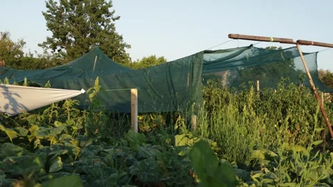 Lush vegetable garden with protective netting and wooden supports Video stock 341497140